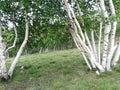 Birches Royalty Free Stock Photo