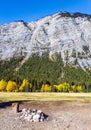 The birches and aspens