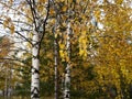 Birches in the autumn forest. Yellow birch foliage looks beautiful on the branches of trees.Autumn natural landscape. Royalty Free Stock Photo
