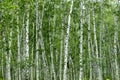 Birches Royalty Free Stock Photo