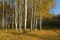 Birches in autumn park.