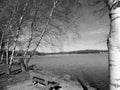 A birch on the beach of the lake - brombachsee