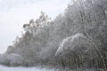 Birches bent under the weight of snow Royalty Free Stock Photo