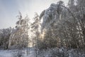 Birches bent under the weight of snow Royalty Free Stock Photo