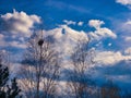Birches with a bird`s nest high in the branches against a blue sky with clouds Royalty Free Stock Photo