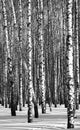 Birches black and white