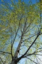 Birches with black and white birch bark and young green leaves, in early spring against a blue sky. The concept of nature, peace,