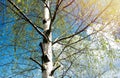 Birches with black and white birch bark and young green leaves, in early spring against a blue sky. The concept of nature, peace,