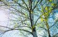 Birches with black and white birch bark and young green leaves, in early spring against a blue sky. The concept of nature, peace,