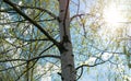 Birches with black and white birch bark and young green leaves, in early spring against a blue sky. The concept of nature, peace,