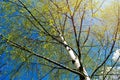 Birches with black and white birch bark and young green leaves, in early spring against a blue sky. The concept of nature, peace,