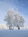 Birches on blue