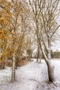 Birches after snow storm Royalty Free Stock Photo