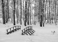 birches covered with a thick blanket of snow, a wooden bridge covered in snow Royalty Free Stock Photo