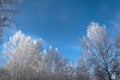 Trees, their crowns in hoarfrost