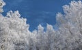 Trees, their crowns in hoarfrost