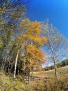Birches in the field against the blue sky in the sunny autumn day Royalty Free Stock Photo