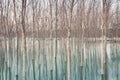 Birches in flooded countryside