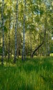 Birches in forest Royalty Free Stock Photo