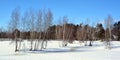 Birches forest in winter time season Royalty Free Stock Photo