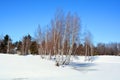 Birches forest in winter time season Royalty Free Stock Photo