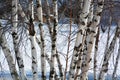 Birches forest in winter time season Royalty Free Stock Photo