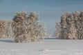 Birches in frost on a snow glade in winter Royalty Free Stock Photo