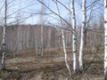 Birches on the glade. Royalty Free Stock Photo