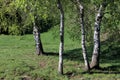 Birches Royalty Free Stock Photo