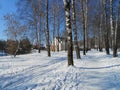 Birches grove with house in the wintertime.