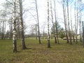 Birches growing in the park Royalty Free Stock Photo
