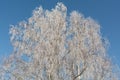 Birches in hoarfrost