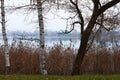 Birches by the lake in autumn Royalty Free Stock Photo