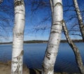 Birches at a lake in bavaria - brombachsee