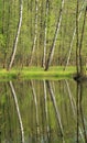 Birches at the lake