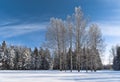 Birches next to winter forest Royalty Free Stock Photo