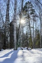 Birches and pines in the forest cast shadows on the snow from the bright sun rays in winter Royalty Free Stock Photo