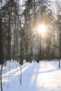 Birches and pines in the forest cast shadows on the snow from the bright sun rays in winter Royalty Free Stock Photo