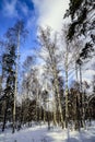 Birches and pines in a forest park on a sunny winter frosty day against a blue sky. Russia Royalty Free Stock Photo