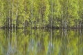 Birches reflected in water