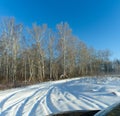 Birches are reflected in the windshield and hood of the car