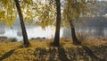 Birches on river in autumn