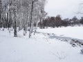 Birches sleep under the snow Royalty Free Stock Photo