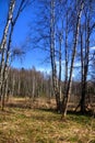 Birches. Spring wood. Royalty Free Stock Photo