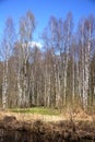 Birches. Spring wood. Royalty Free Stock Photo