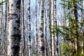 Birches. Spring wood. Royalty Free Stock Photo