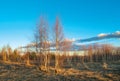 Birches at spring