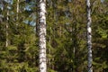 Birches and spruce trees in spring forest Royalty Free Stock Photo