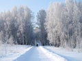 Birches stand covered with hoarfrost. Royalty Free Stock Photo