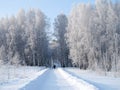 Birches stand covered with hoarfrost.